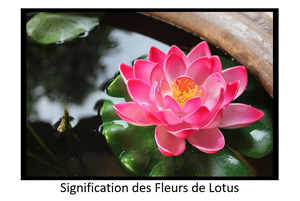 Signification Fleur de Lotus