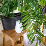 Diffuseur Huile Essentielle 