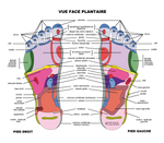 Masseur de pieds reflexologie